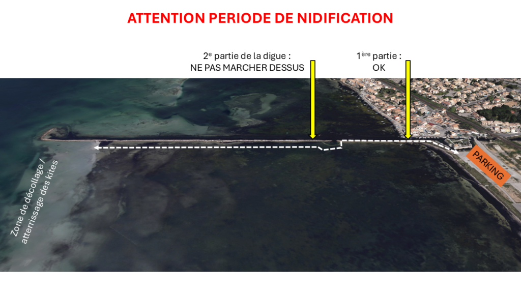 nidification_PL